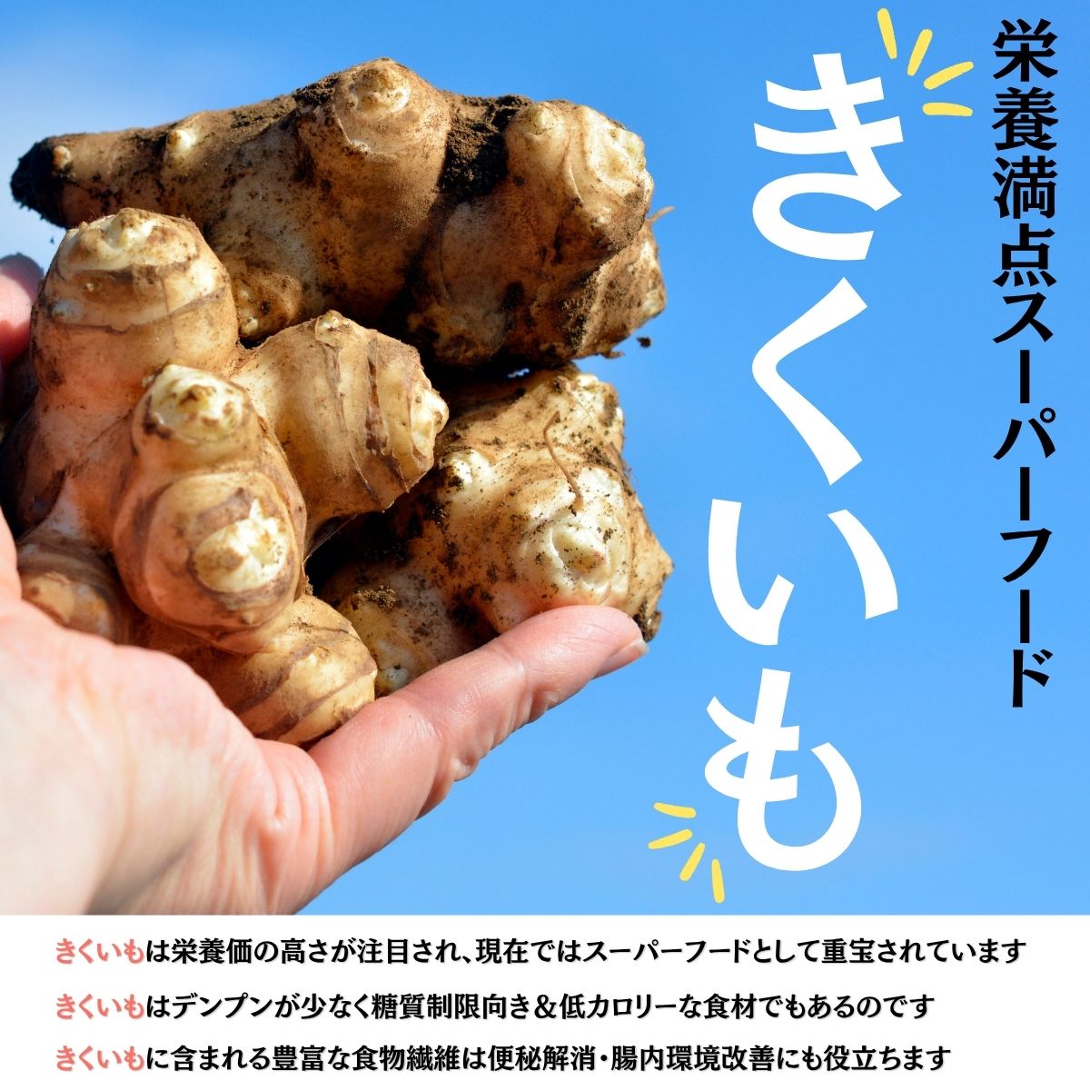 栄養満点スーパーフードきくいものチップス＆パウダーのセット/チップス40g×5袋、パウダー30ｇ×5袋/国産 岩手県産 小分け 個包装[#0134_kik]