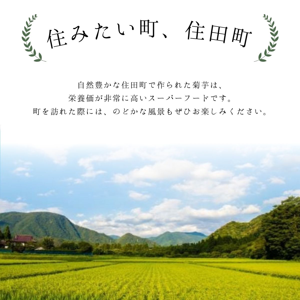 栄養満点スーパーフードきくいものチップス＆パウダーのセット/チップス40g×5袋、パウダー30ｇ×5袋/国産 岩手県産 小分け 個包装[#0134_kik]