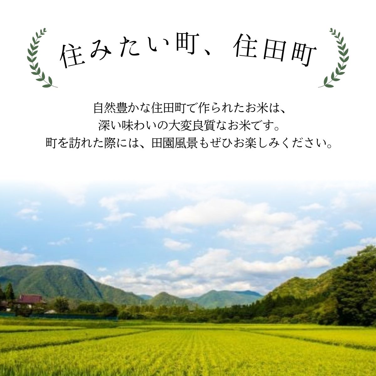 岩手県産精米 ちほみのり 10kg /お米 岩手県産 白い 艶 冷めてもおいしい 白米 国産米 ギフト 送料無料 ふるさと納税[#0135-10]