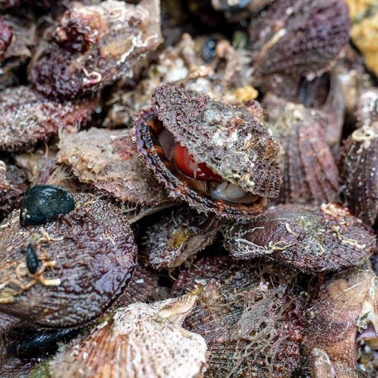 三陸アカザラ貝燻製 S 40g×4個セット