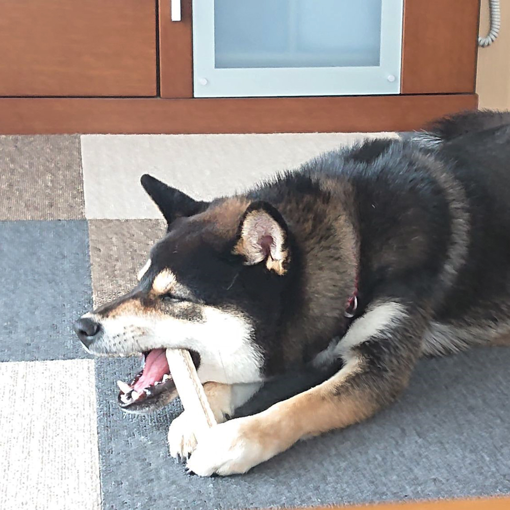 【ジビエ】犬のおもちゃ＆ドッグフード (鹿肉 スジ肉 150g) セット｜小型犬用 鹿の角 ジビエペット用 大槌ジビエ 鹿肉ジャーキー 無添加 岩手県 大槌町 いわて iwate 三陸 MONIJI