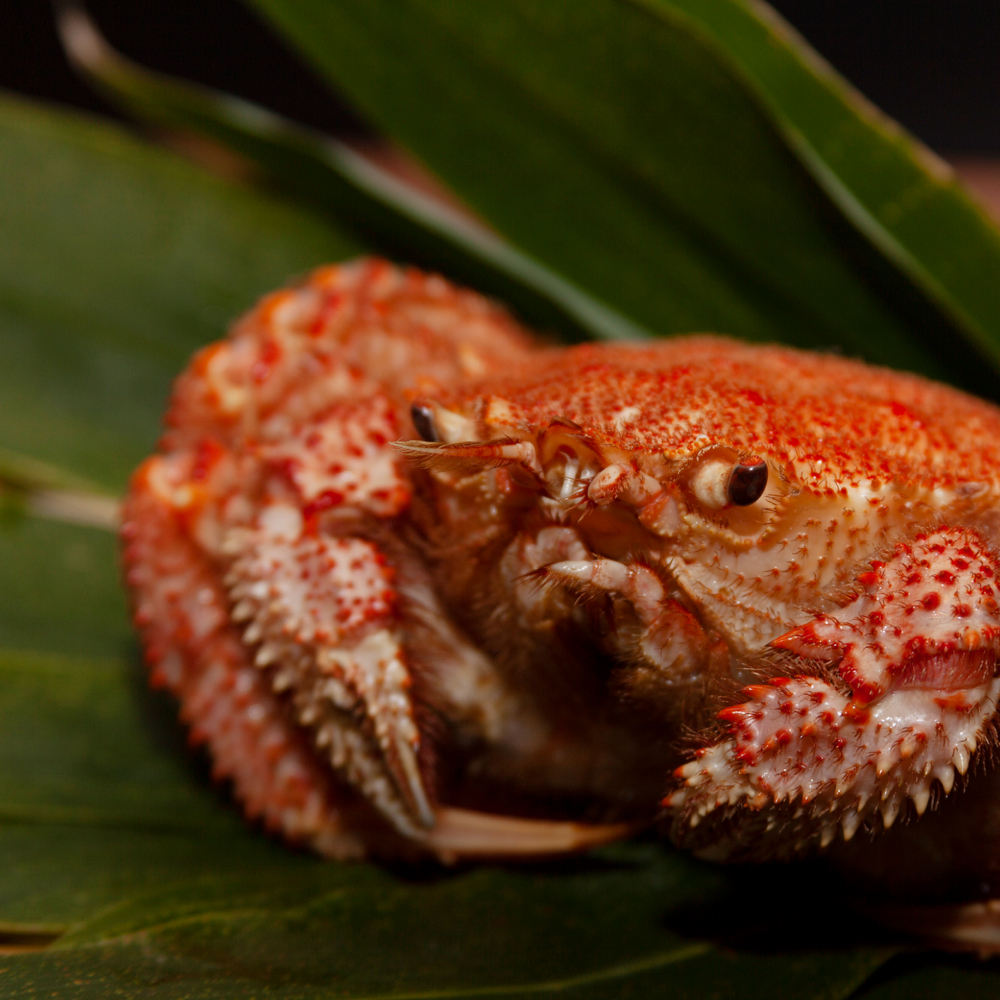 【令和8年発送先行予約】三陸産！活毛ガニセット 250g×3杯【2026年2月～4月発送】【08】