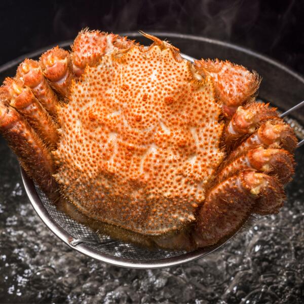 【期間限定！令和8年3月～4月発送先行予約】三陸産活毛ガニ300g相当×2杯(2尾) 【35】天然 国産 冷蔵 三陸 直送 濃厚 かに 蟹 カニ 毛ガニ 毛蟹 毛がに 初栄丸