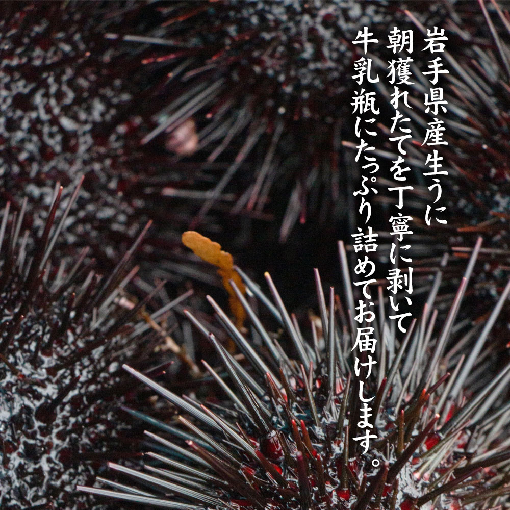【令和8年発送先行予約】生うに 牛乳瓶 150g×1本【2026年4月下旬～8月発送】【08】