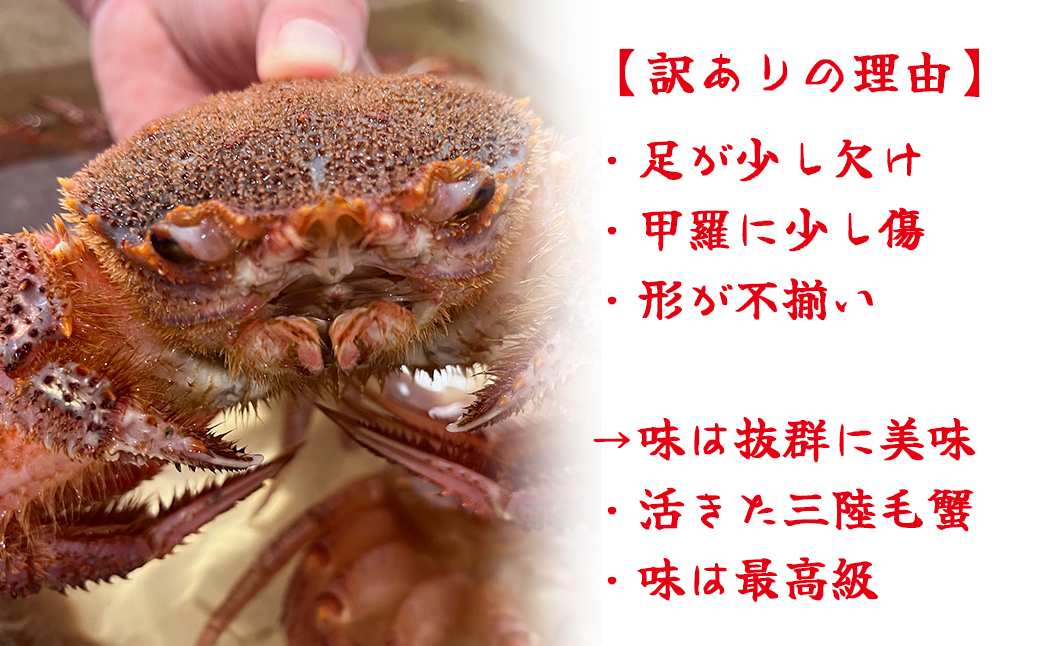 【令和8年発送先行予約】【訳あり】三陸産！活毛ガニ1kg (2～4杯(尾))【2026年2月～4月発送】【15】