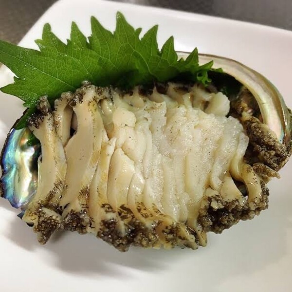 【2ヶ月定期便】アワビ 約500g (4個前後) ※アワビヘラ＆軍手付き※【期間限定】【35】 三陸 岩手県 大槌町 あわび 人気 鮑 刺身 いわて iwate 2025 初栄丸