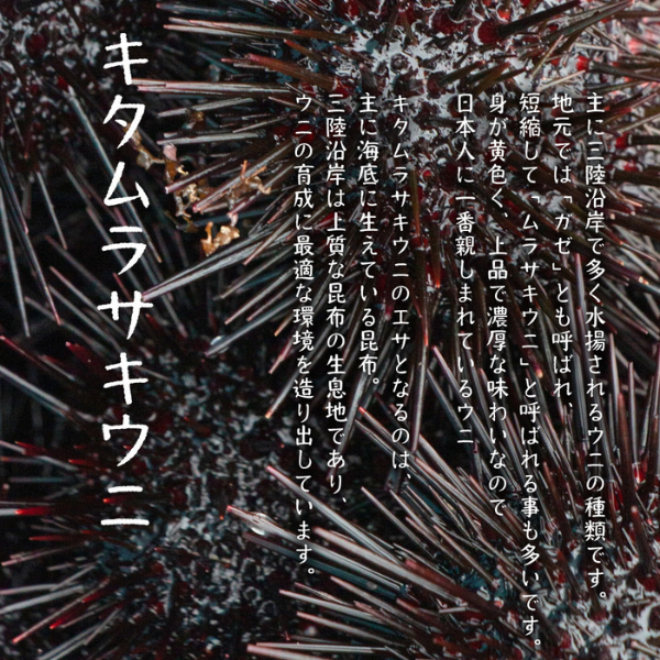 【令和8年発送先行予約】牛乳瓶入り 生うに 150g×1本【2026年4月下旬～8月発送】[23]