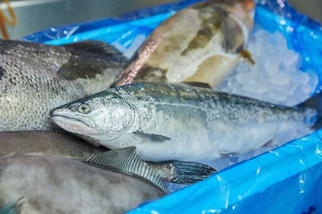 朝獲れ海の幸セット (旬の鮮魚、海藻などの詰合せ)｜鮮魚セット 鮮魚 福袋 詰め合わせ 海鮮 魚介 魚貝 新鮮 旬 お楽しみ おすすめ 大槌町