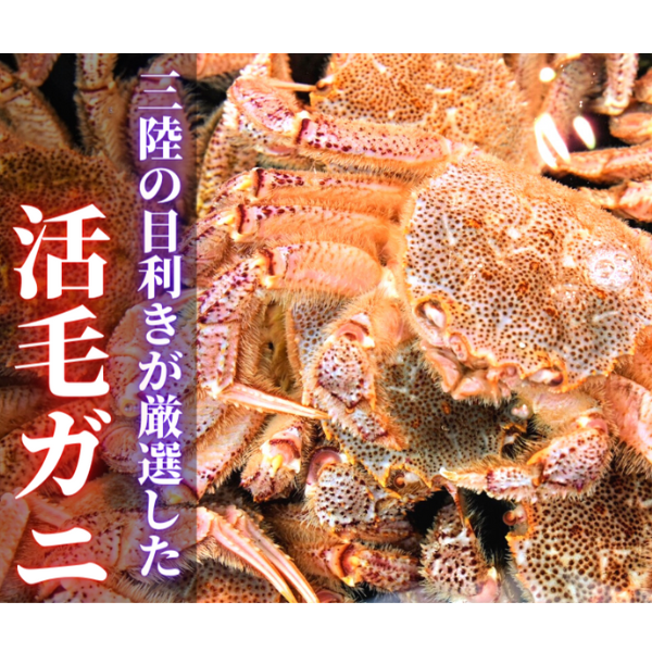 【令和8年発送】三陸産 三陸活毛ガニ 300g×2杯【2026年3月～4月発送】【05】
