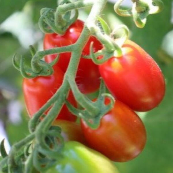 【2026年1月より発送】【和ちゃん農園】ミニトマトジュース (720ml×2本)｜トマト ジュース 無添加 アレンジ 料理 酒 岩手 いわて iwate 大槌