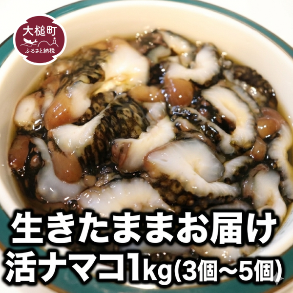【2026年1月より発送】活ナマコ(1kg：3個～5個)｜新鮮 ナマコ なまこ 岩手 三陸 いわて iwate 岩手県 大槌町 初栄丸