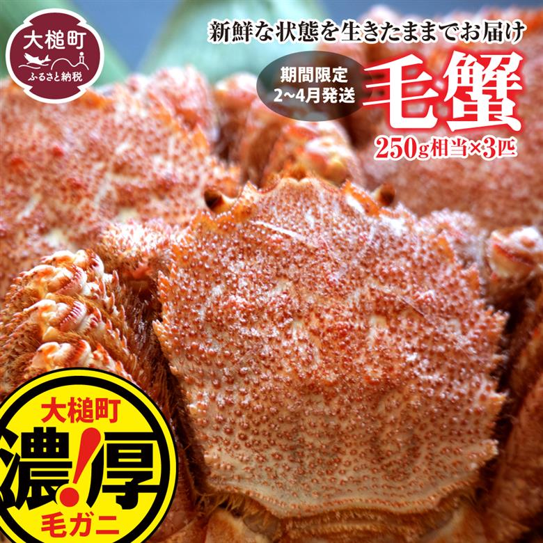 【令和8年発送先行予約】三陸産！活毛ガニセット 250g×3杯【2026年2月～4月発送】【08】