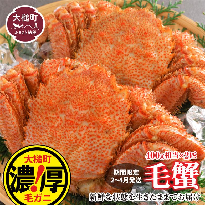 【令和8年発送先行予約】三陸産！活毛ガニセット 400g×2杯【2026年2月～4月発送】【08】