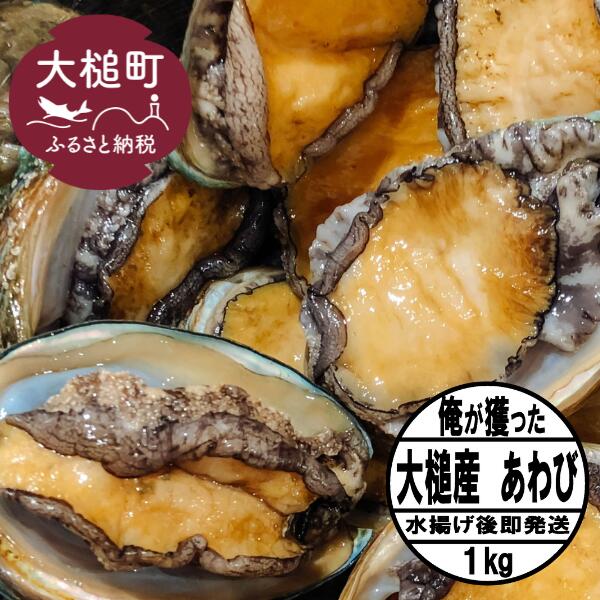 【2025年11月～発送】アワビ 約1kg (7個前後) ※アワビヘラ＆軍手付き※【期間限定】｜11月～12月発送 三陸 岩手県 大槌町 あわび 人気 鮑 刺身 いわて iwate 初栄丸