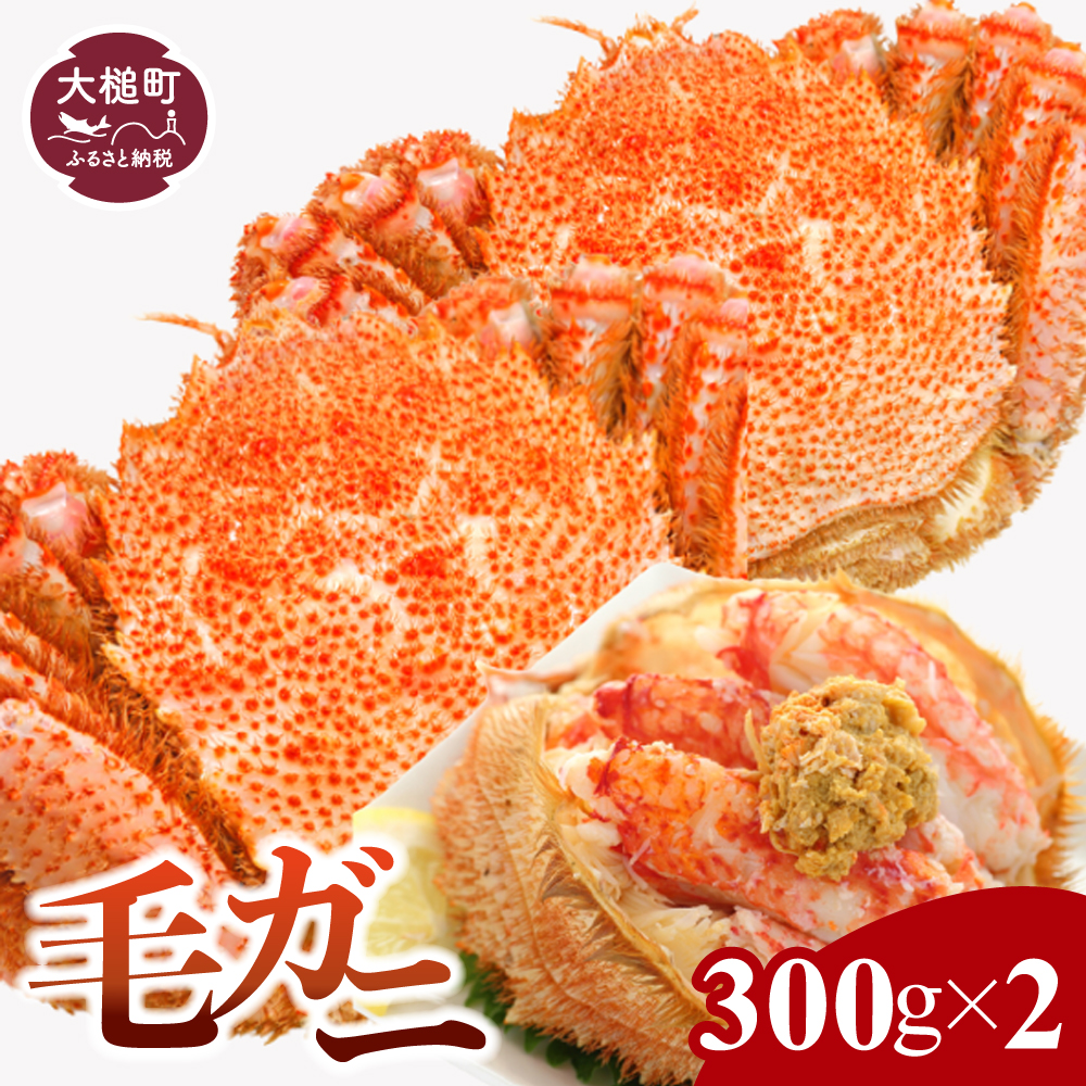 【令和8年発送】三陸産 三陸活毛ガニ 300g×2杯【2026年3月～4月発送】【05】