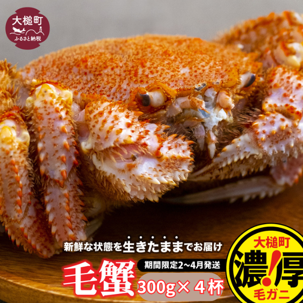 【令和8年発送先行予約】三陸産！活毛ガニセット 300g×4杯【08】【2026年2月～4月発送】