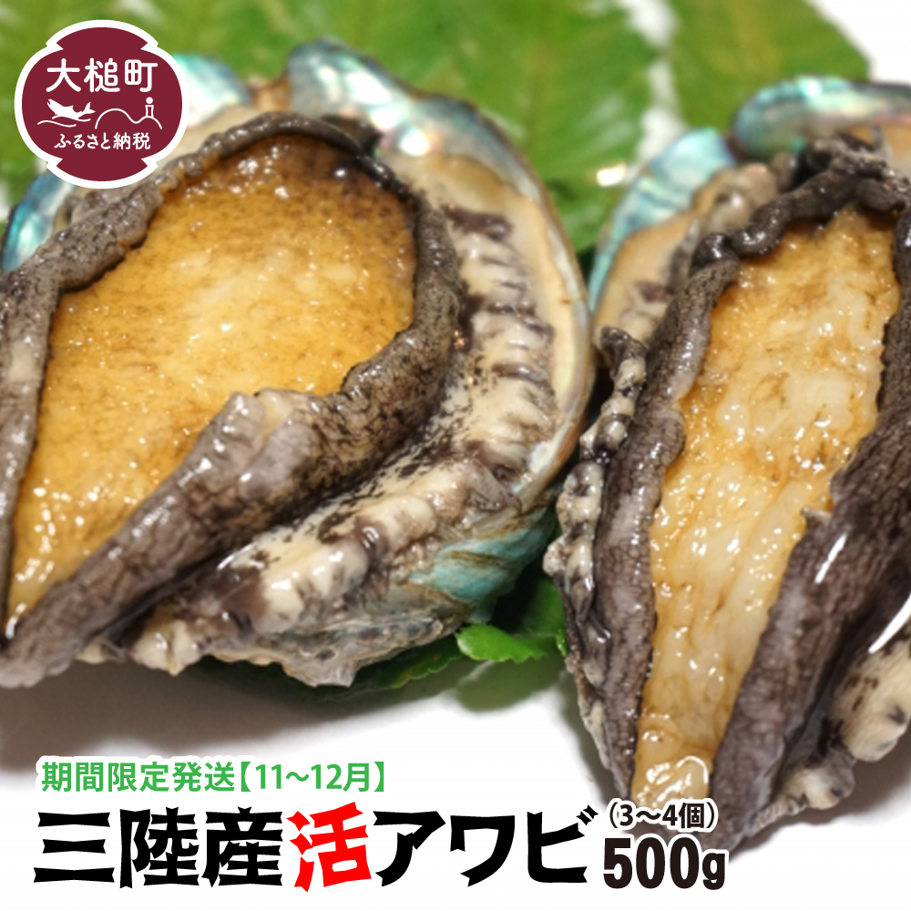 【11月～12月発送】三陸産 活アワビ 約500g (3～4個)【期間限定】【08】｜ 冷蔵 岩手県 大槌町 あわび 人気 鮑 いわて iwate 2026【配送日・曜日指定不可】