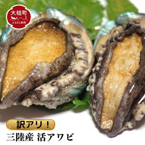 【※訳あり※】【11月～12月発送】三陸産！活アワビ 約1kg (6～10個)【数量限定】【08】｜冷蔵 三陸 岩手県 大槌町 あわび 人気 鮑 いわて iwate 2026 魚貝 鮮度抜群【配送日・曜日指定不可】