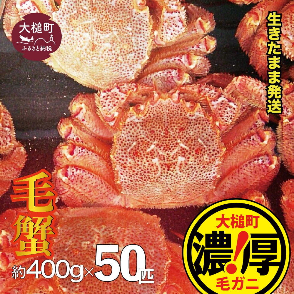【令和8年発送先行予約】三陸産！活毛ガニセット 400g×50杯【08】【2026年2月～4月発送】