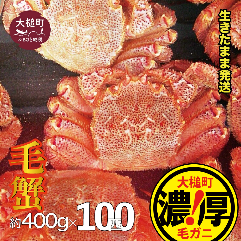 【令和8年発送先行予約】三陸産！活毛ガニセット 400g×100杯【08】【2026年2月～4月発送】
