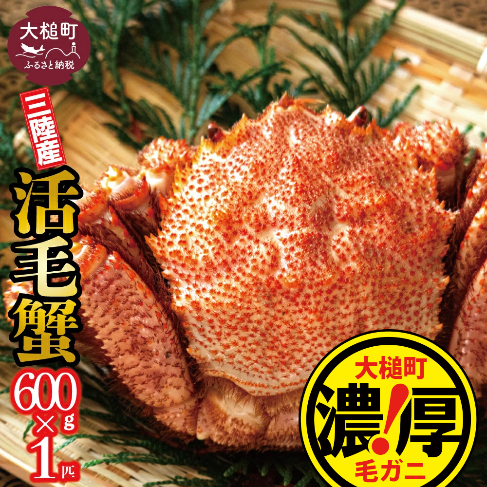 【令和8年発送先行予約】三陸産！活毛ガニ600g×1杯【08】【2026年2月～4月発送】