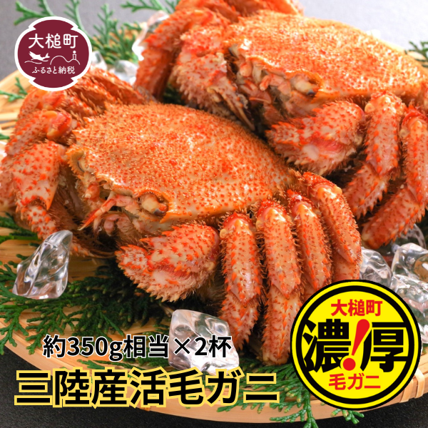 【令和8年発送】三陸産 活毛ガニ(約350g相当×2杯)【03】【2026年3月～5月発送】