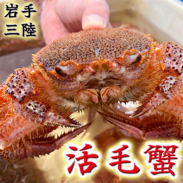 【令和8年発送】岩手三陸産【活毛蟹】| 300g×2【2026年2月～4月発送】【15】新鮮の極 | 毛がに 毛かに