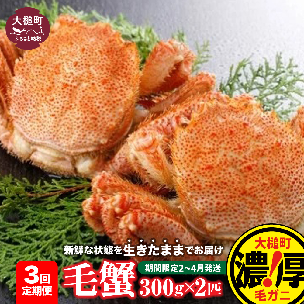 【令和8年発送先行予約】【3回定期便】三陸産！活毛ガニ 300g相当×2杯【08】 【2026年2月～4月発送】