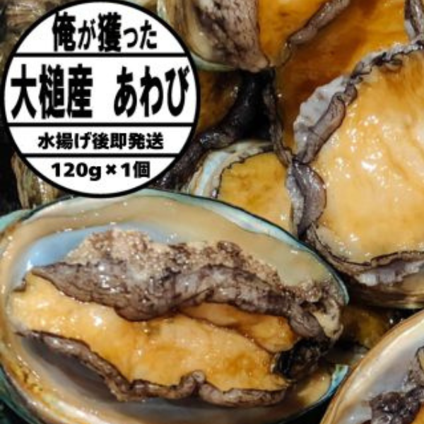 【2026年11月～発送】三陸産天然活あわび 120g相当×1個【冷蔵】【35】｜11月～12月発送 三陸 岩手県 大槌町 あわび 人気 鮑 刺身 いわて iwate 初栄丸