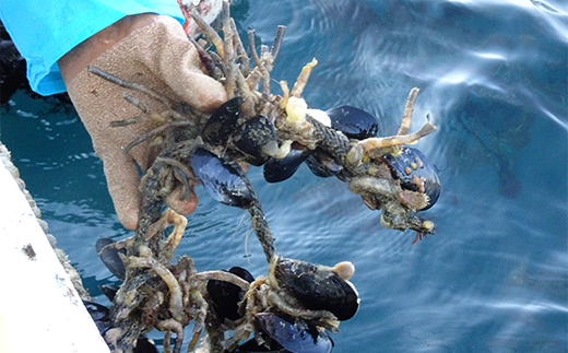 ケッツラゲーおじさんの 釣りエサ用塩エラコ100g×2パック 釣り用エサ 環形動物 三陸山田 山田町 YD-1038