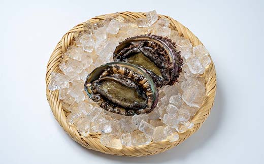 菅原商店の殻付活あわび（2号品）250g 鮑 アワビ 三陸山田あわび 三陸山田鮑 三陸山田 山田産 海産品 天然鮑 高級 リアス海岸 【配送日指定不可】 YD-741