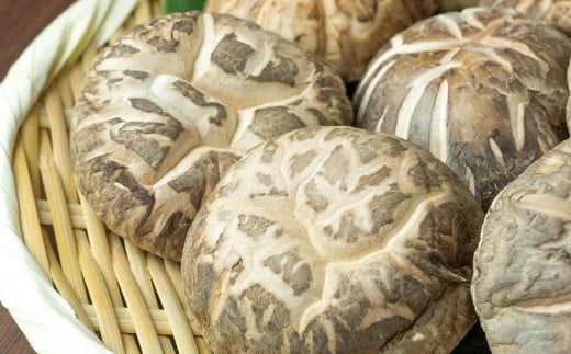 三陸山田産　原木乾椎茸「中葉厚肉」 三陸山田 山田町 野菜 きのこ きのこ名人 農林水産大臣賞 匠  YD-455