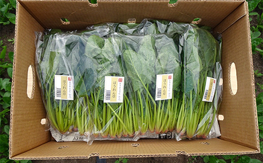 いわき農園の新鮮ほうれん草セット 2kg ホウレンソウ 野菜   YD-609