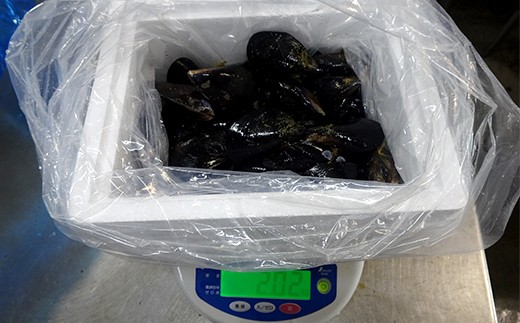 【DayDayで紹介されました！】ケッツラゲーおじさんのムール貝 2kg しゅうり貝 おつまみ 肴 アテ 海の幸 貝 魚介 海産物 食品 YD-619