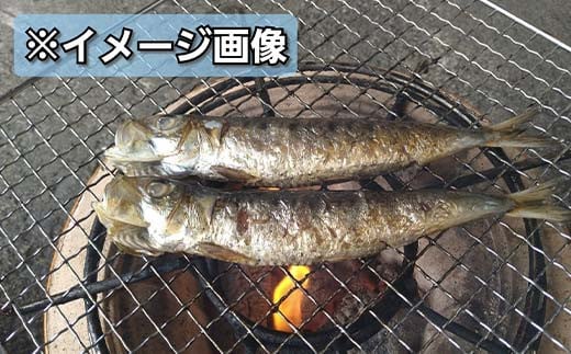 【訳あり】大和水産の大羽いわし（魚醤干し）10本 マイワシ まいわし   YD-830