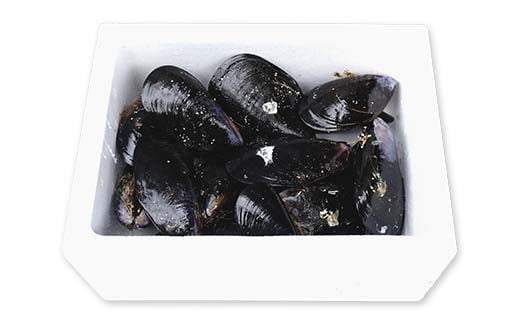 明神丸かき・ほたてきちのムール貝 1kg 【沖縄県・離島配送不可】 三陸山田 山田町 しゅうり貝 海産品 山田産 山田湾  YD-882