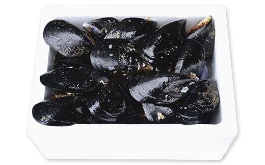 明神丸かき・ほたてきちのムール貝 2kg 【沖縄県・離島配送不可】 三陸山田 山田町 しゅうり貝 海産品 山田産 山田湾  YD-883