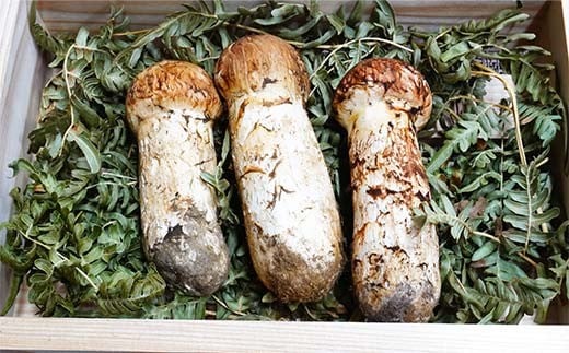 ≪2025年先行予約 9月中旬～10月下旬発送予定！≫「茸の匠」が採る 三陸山田産松茸約120g【芳賀榮三きのこ園】岩手県山田町 山田町 まつたけ きのこ名人 野菜 山田産野菜 秋の味覚【配送日指定不可】  YD-884