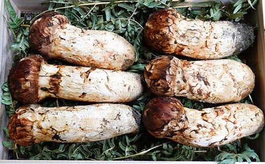 ≪2025年先行予約 9月中旬～10月下旬発送予定！≫「茸の匠」が採る 三陸山田産松茸約200g【芳賀榮三きのこ園】岩手県山田町 山田町 まつたけ きのこ名人 野菜 山田産野菜 秋の味覚 【配送日指定不可】  YD-885