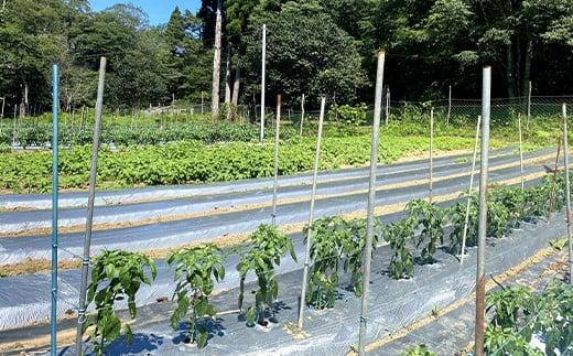 ≪先行予約 8月下旬～11月下旬発送！≫漉磯さんのお野菜おまかせ詰め合わせセット あやちゃんの野菜3kg 山田町 旬 新鮮野菜 ナス 長なす ピーマン 小茄子 にんじん 里芋 じゃがいも 里いも 親芋 キノコ  YD-892