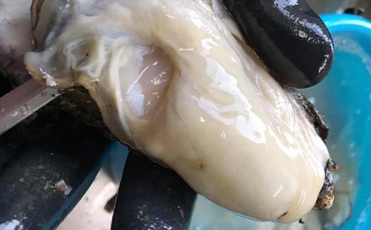 明神丸かき・ほたてきちの 剥き牡蠣800gと 剥きホタテ10個のセット【配送日指定不可】【沖縄・離島配送不可】 三陸山田 海産品 海産物 かき ほたて シーフード YD-1047