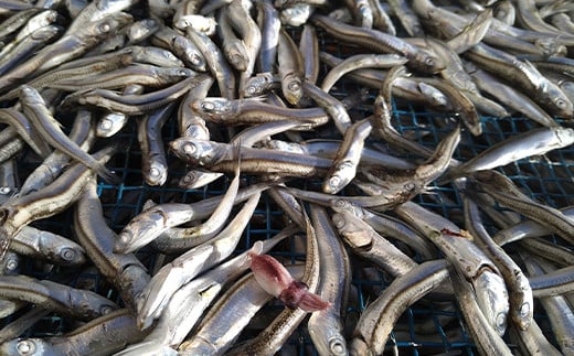 大和水産の煮干しお試し200g×2袋セット 三陸山田 山田町 かたくちいわし まいわし 出汁 おつまみ おやつ  YD-516