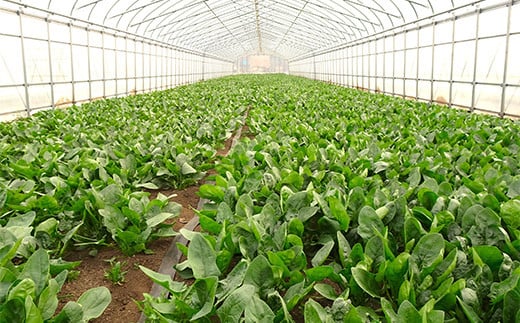 いわき農園の新鮮ほうれん草セット 2kg ホウレンソウ 野菜   YD-609