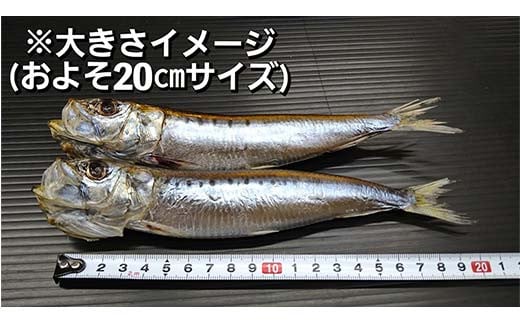 【訳あり】大和水産の大羽いわし（魚醤干し）10本 マイワシ まいわし   YD-830