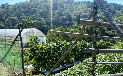 ≪先行予約 8月下旬～11月下旬発送！≫漉磯さんのお野菜おまかせ詰め合わせセット あやちゃんの野菜3kg 山田町 旬 新鮮野菜 ナス 長なす ピーマン 小茄子 にんじん 里芋 じゃがいも 里いも 親芋 キノコ  YD-892