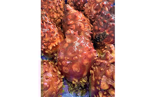 スモークラボ香屋の燻製ホヤ30g×5袋セット【配送日指定不可】  YD-558