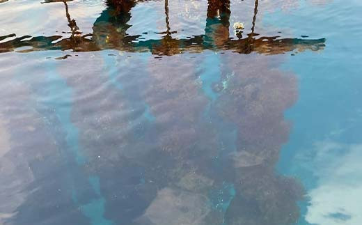 大福丸の剥き身牡蠣 約500g×1パック【三陸山田産】【沖縄・離島配送不可】三陸山田 山田町 山田湾 海産品 かき  YD-723