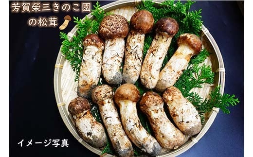 ≪2025年先行予約 9月中旬～10月下旬発送予定！≫「茸の匠」が採る 三陸山田産松茸約200g【芳賀榮三きのこ園】岩手県山田町 山田町 まつたけ きのこ名人 野菜 山田産野菜 秋の味覚 【配送日指定不可】  YD-885