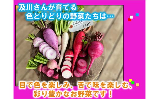 ≪先行予約≫【2026年5月中旬～発送開始！】 カラフルファムの旬のカラフル野菜 80 サイズ 無農薬 減農薬 詰合せ お弁当 食卓 おかず 新鮮野菜 三陸山田 山田町 山田産野菜 YD-1018