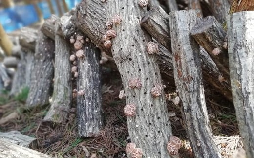 三陸山田産　原木乾椎茸「香信」三陸山田 山田町 野菜 きのこ きのこ名人 農林水産大臣賞 匠  YD-454